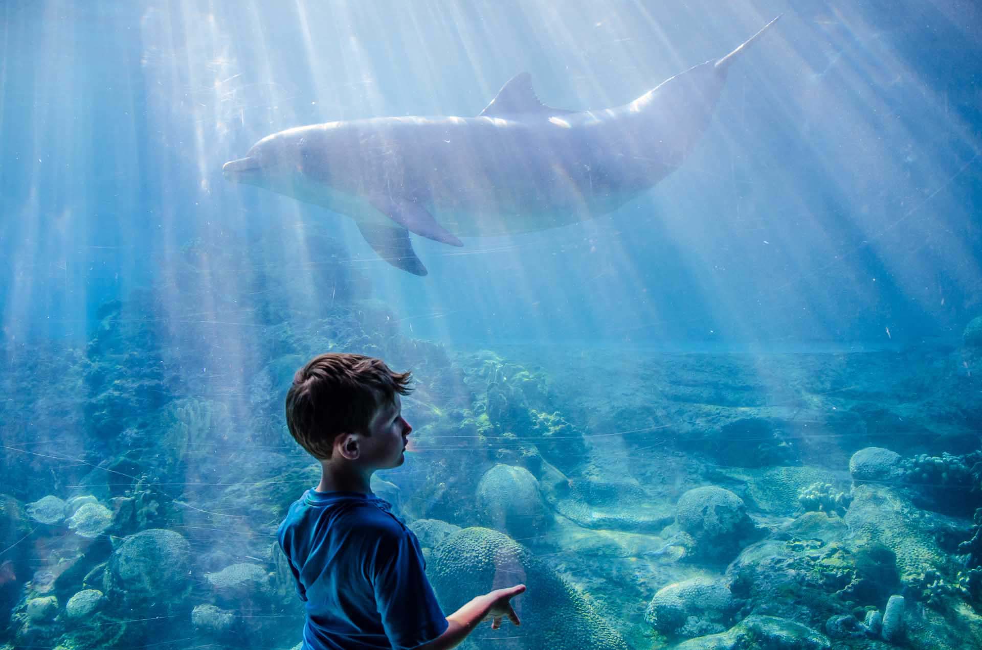 Young boy looking at a dolphin tank at Sea World Orlando