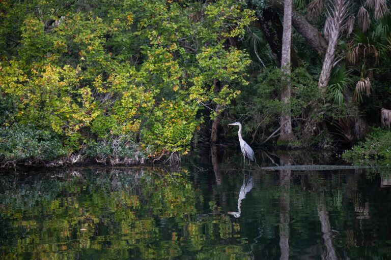 Great blue heron standing in the water